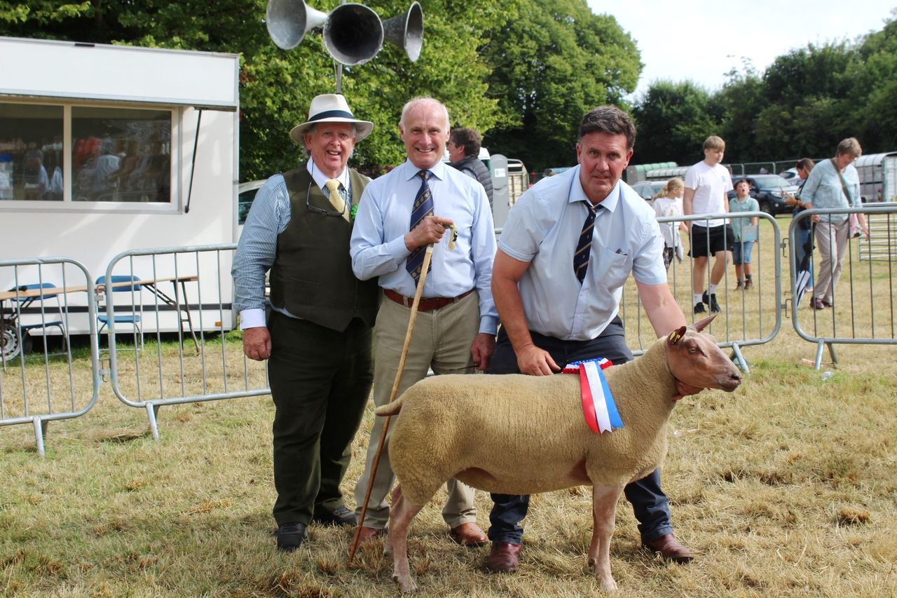 Substantial entry of sheep at Castlewellan Show 2025