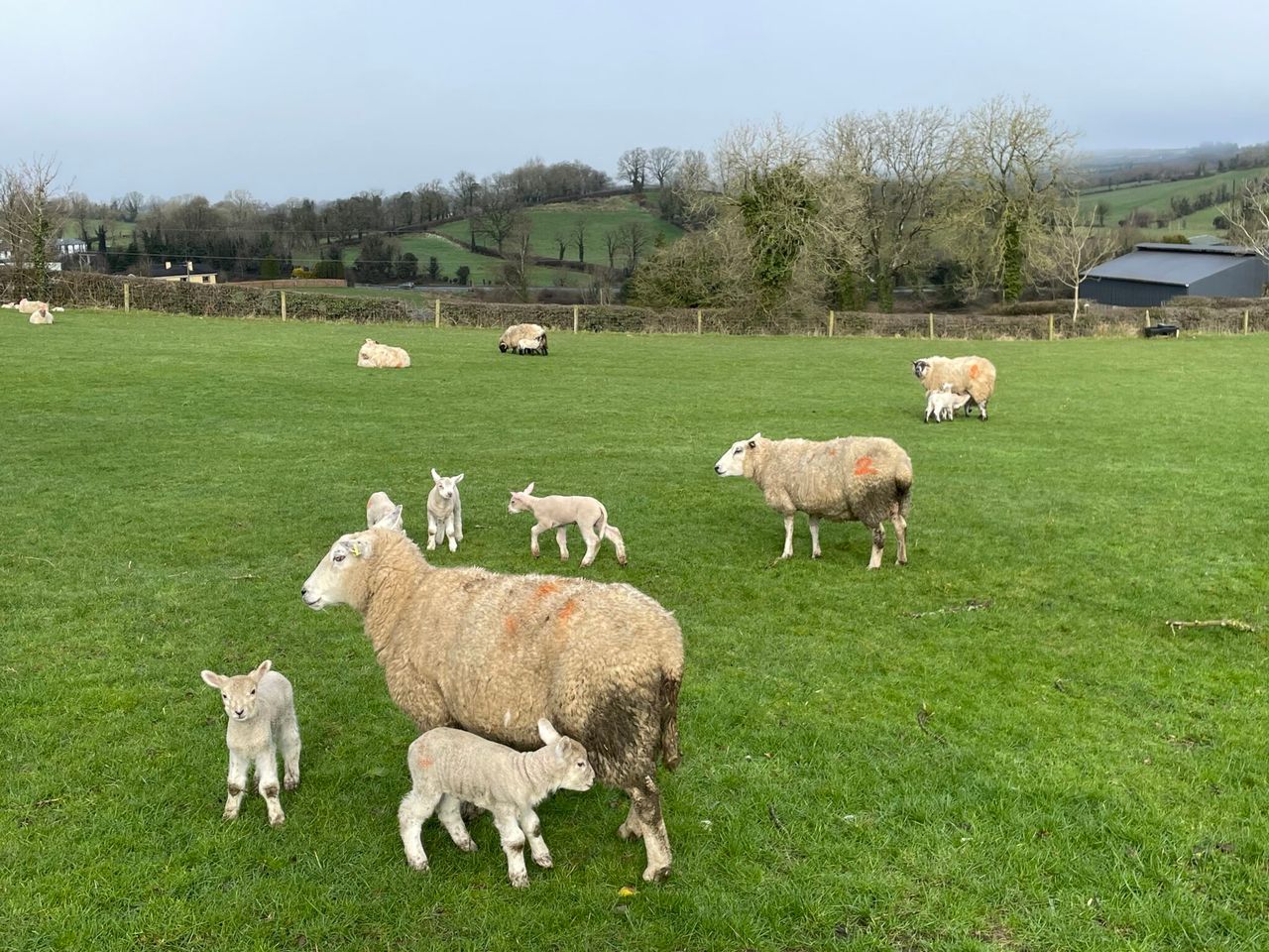 Defra confirms bluetongue in animals on 2 new sites