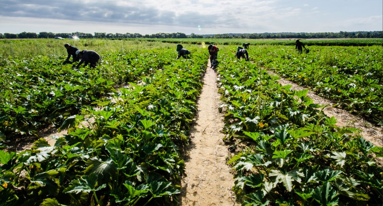 NFU is 'pleased' MAC recognises importance of Seasonal Workers Scheme