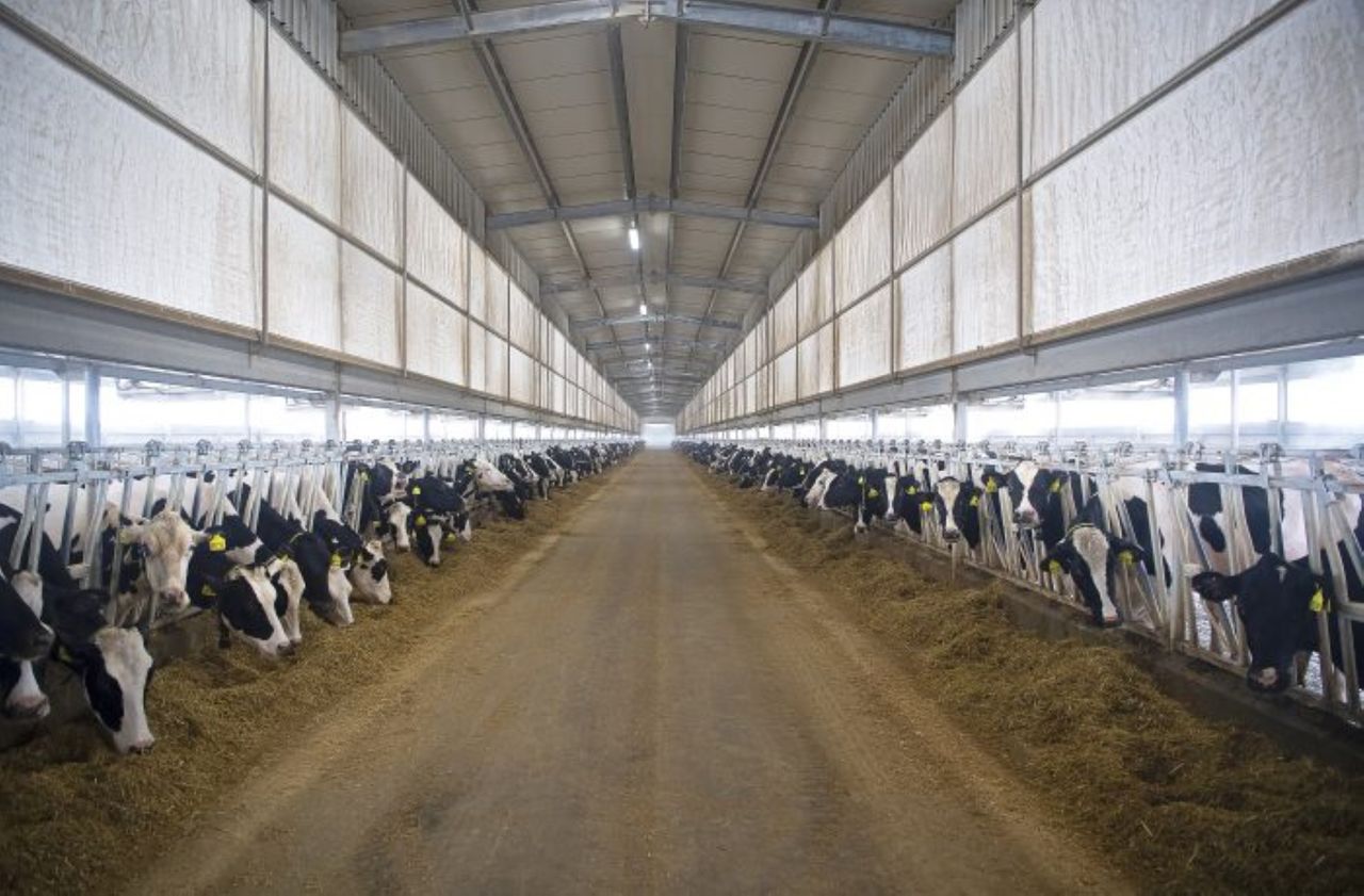 What could the cattle import ban in Algeria mean for a $635 dairy contract?