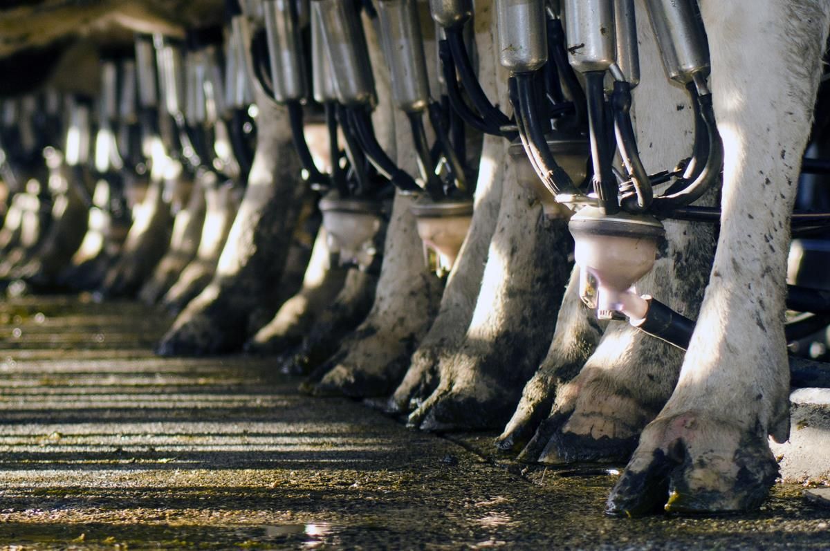 Voluntary milk reduction programme losing support in Europe