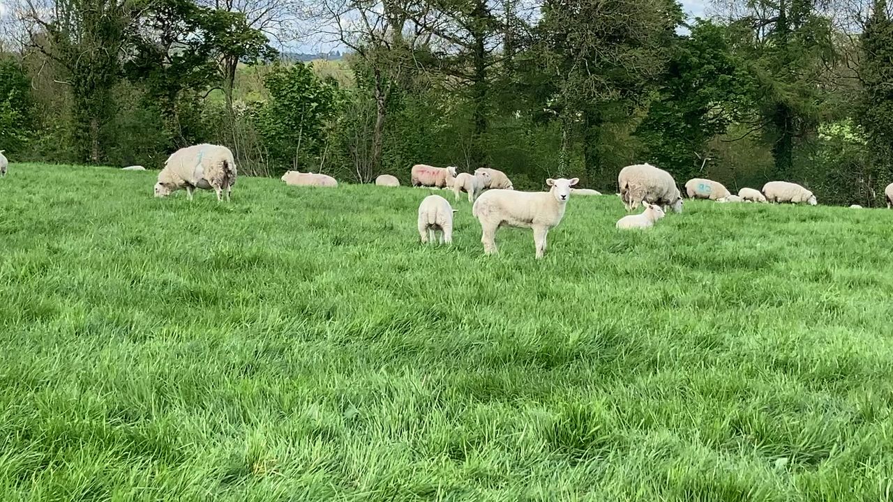 Average deadweight lamb prices in NI for May up £28 from last year