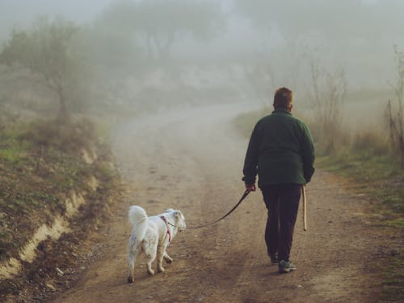 RSPCA issues advice to dog owners for sheep worrying week