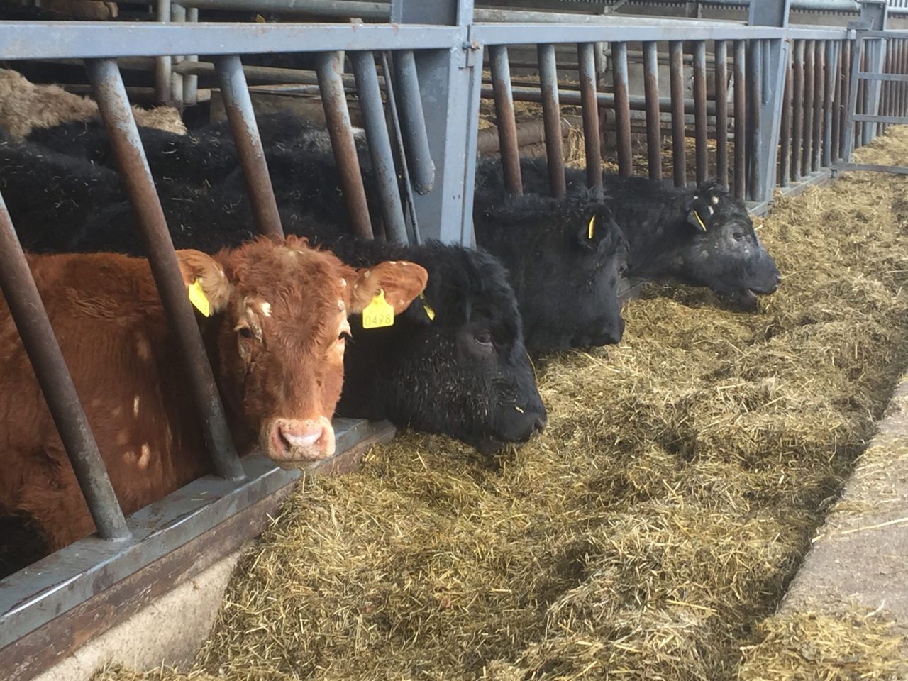 Beef price gap between the North and the Republic widens again