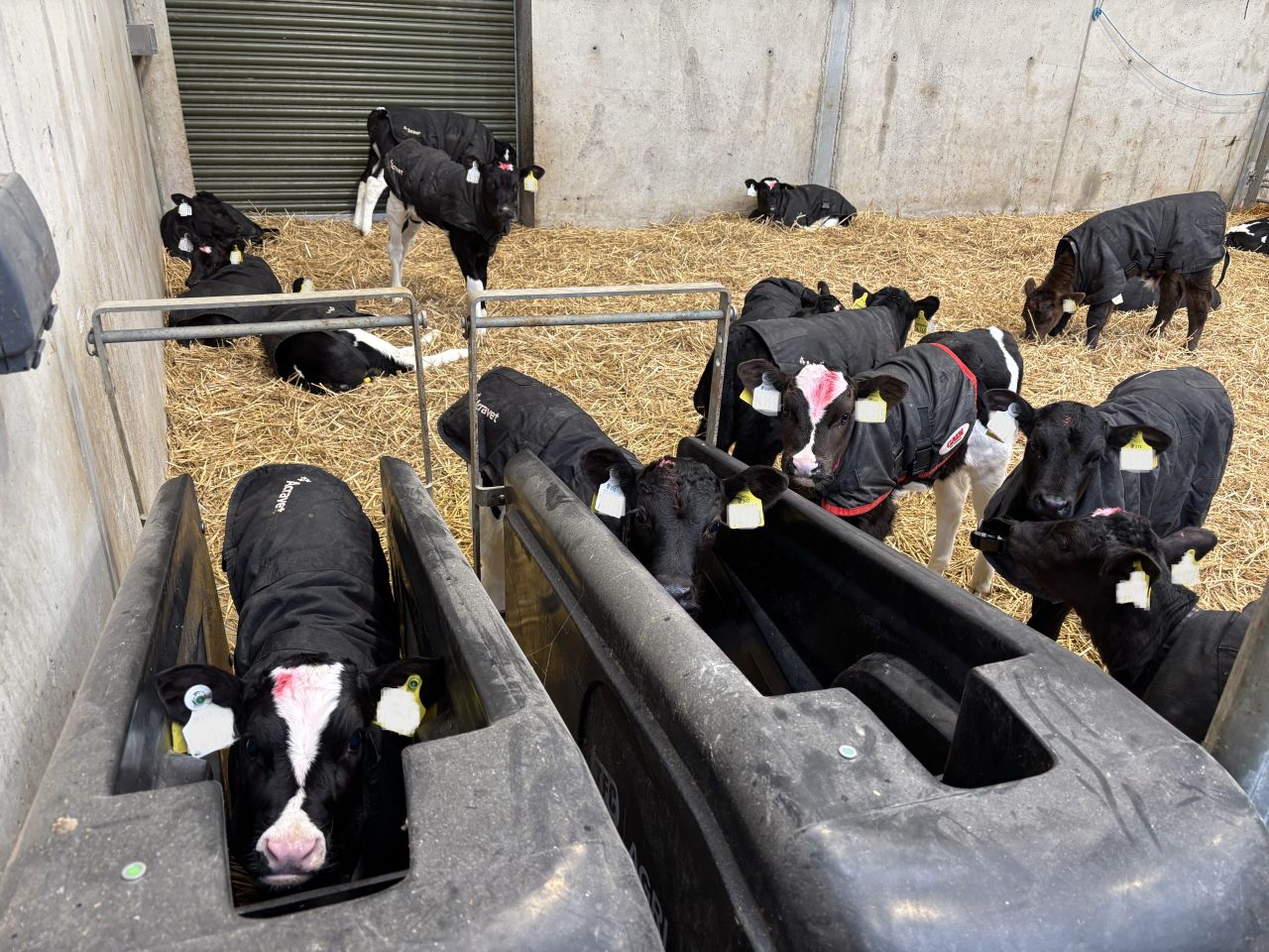 Autumn calving: Using calf health as the key to success