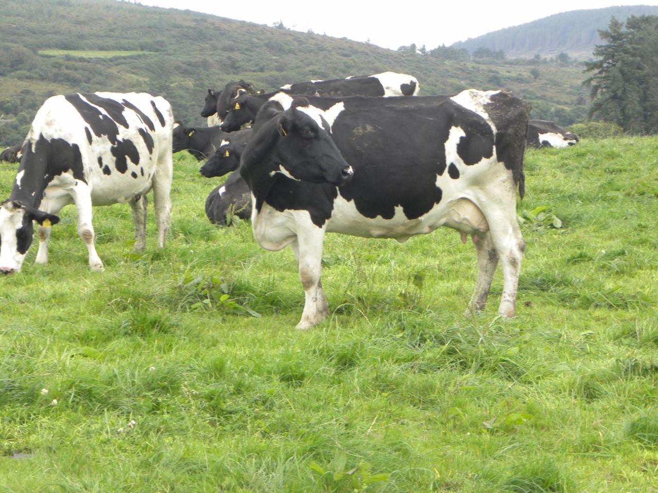 Spring rotation planner is the 'bible' for Dairy Holdings LTD