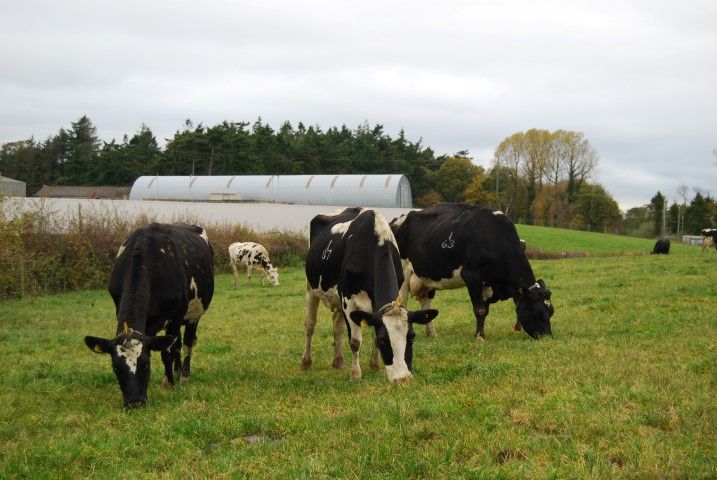 Make the most of autumn grass