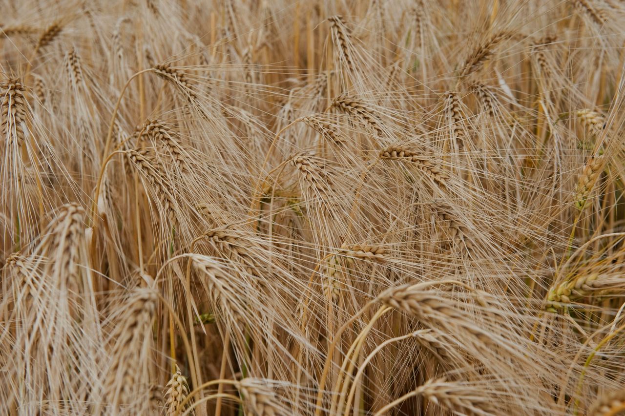 UK winter barley harvest update from ‘challenging season’