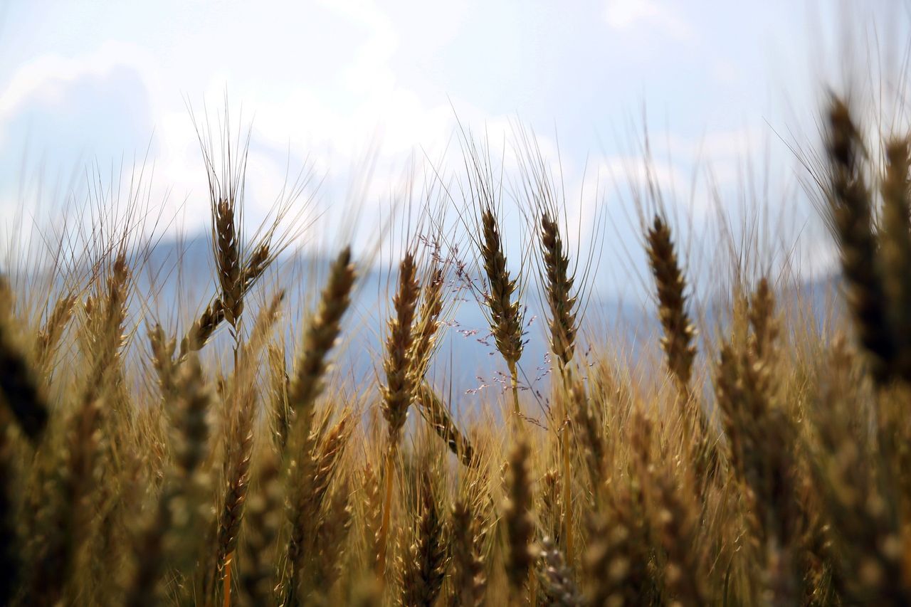 G20 countries urged to increase support for farmers in Afghanistan