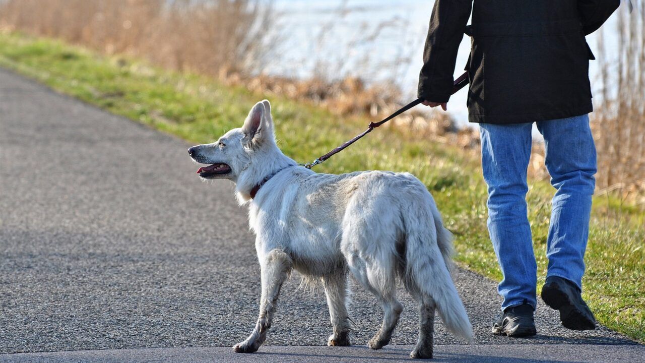 Ban on e-collars will cause ‘fury’ in rural areas – NSA