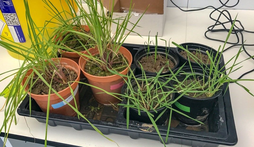 Pregnancy test for blackgrass…how does it work?