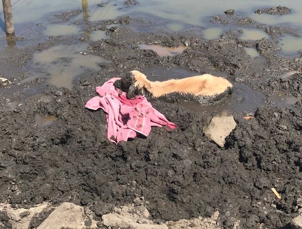 Calf stuck 'neck high' in dried up pond rescued by RSPCA