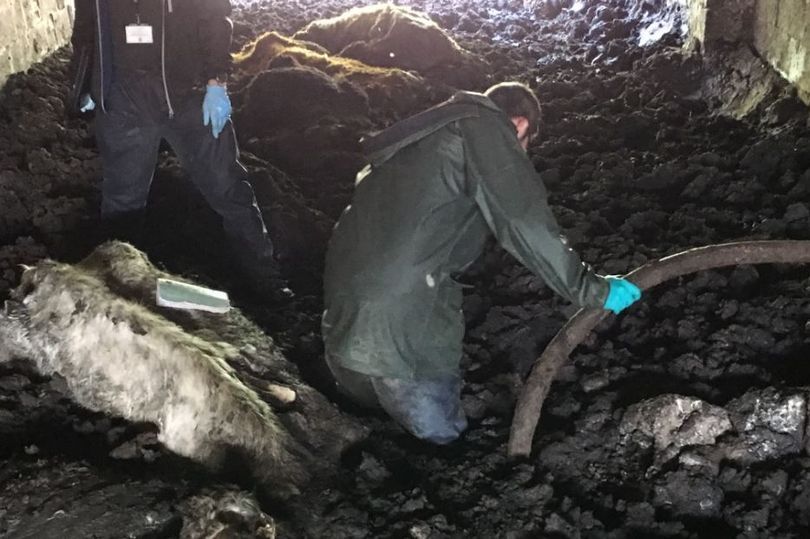 Mother and son sentenced following nightmare scenes at Ceredigion farm