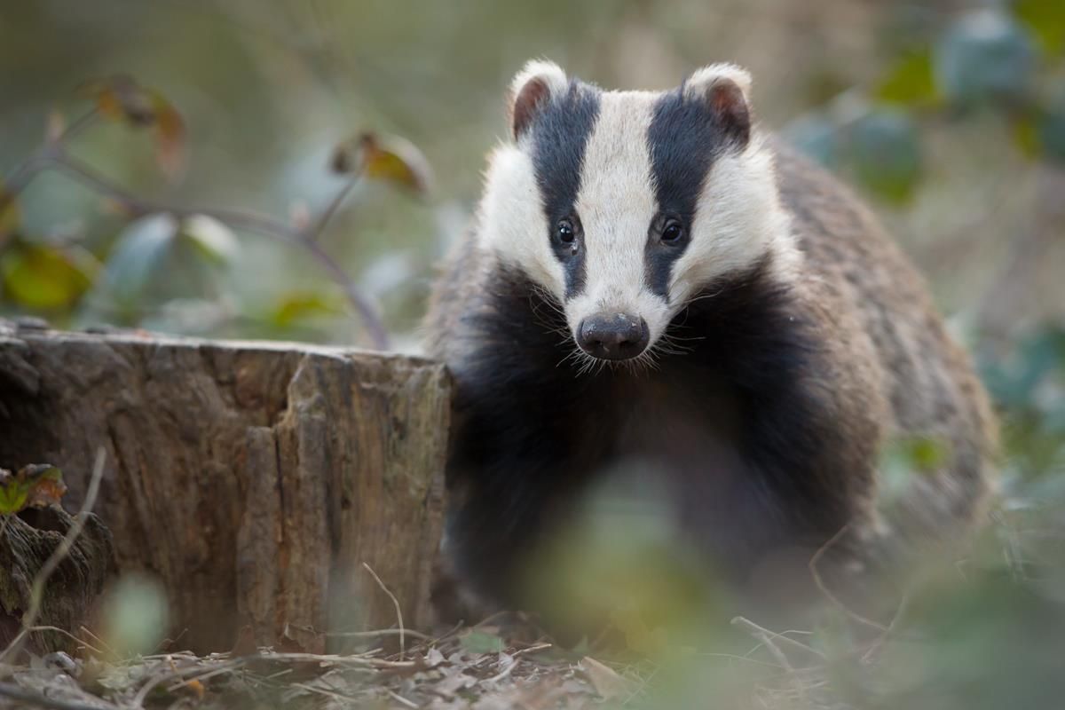 NI badger cull unlikely to take place this year