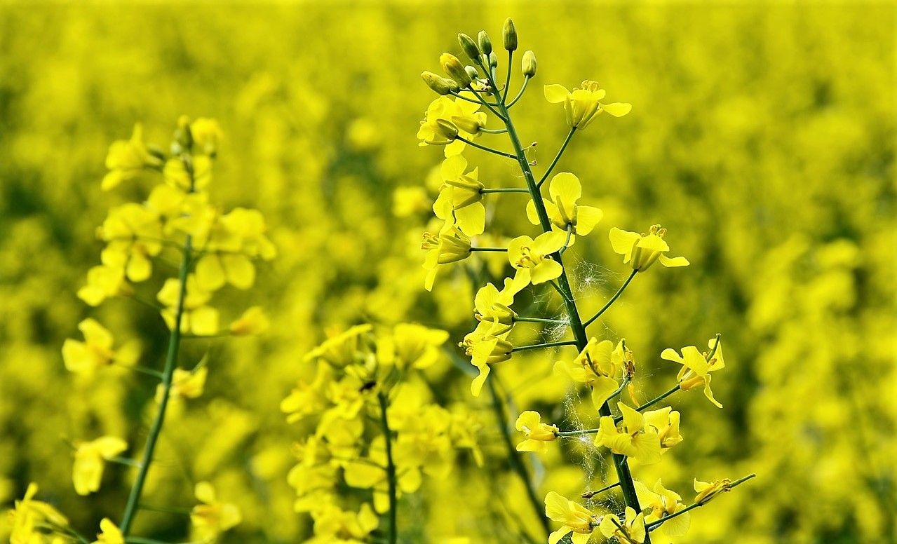 New smart tool to help growers minimise residue leaching