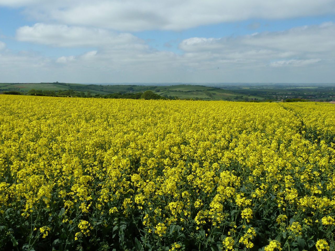 AHDB welcomes 8 new cereals and oilseeds Monitor Farms