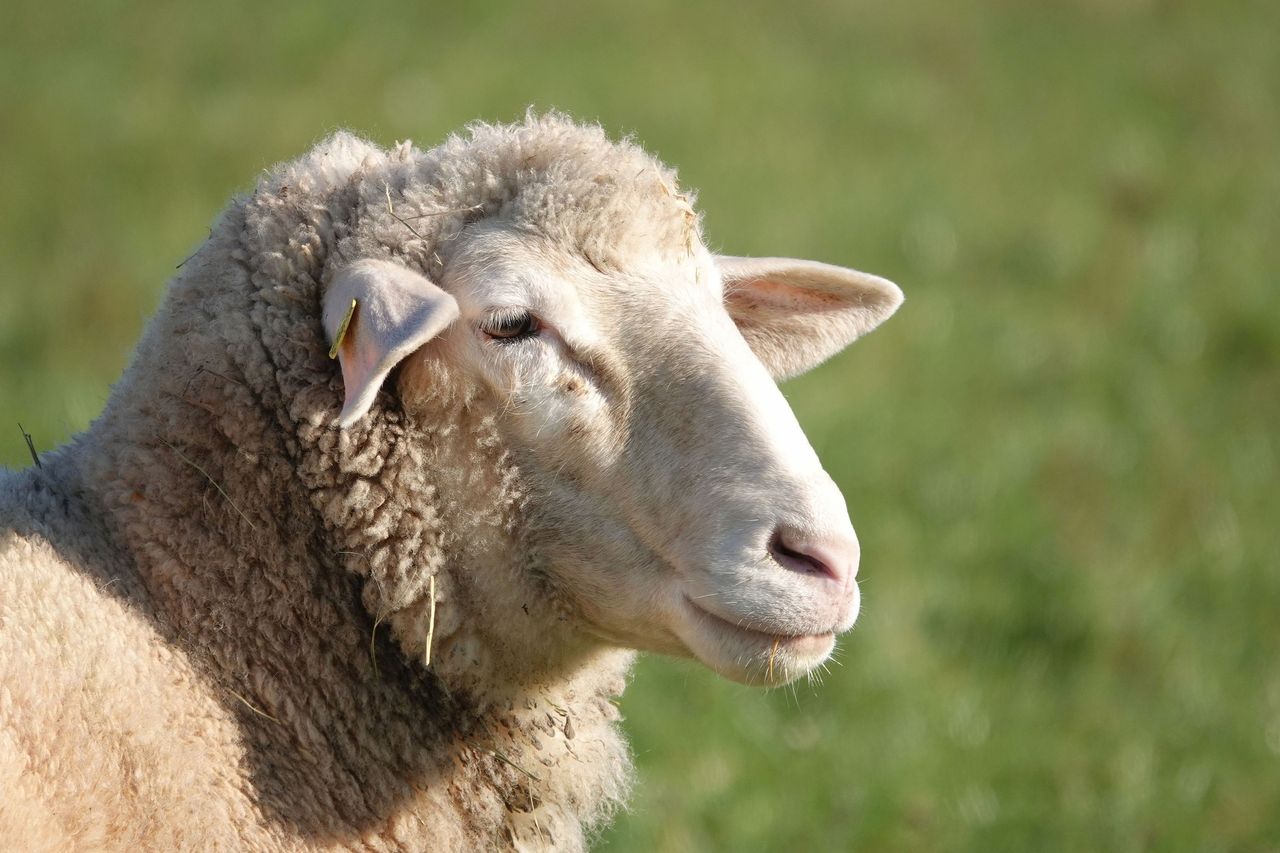 NSA Welsh Sheep 2025 now open to trade stand admissions