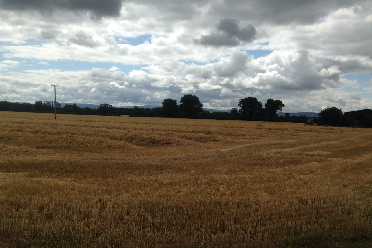 'Good crop yields and quality in Ireland; EU forecasts revised downwards'
