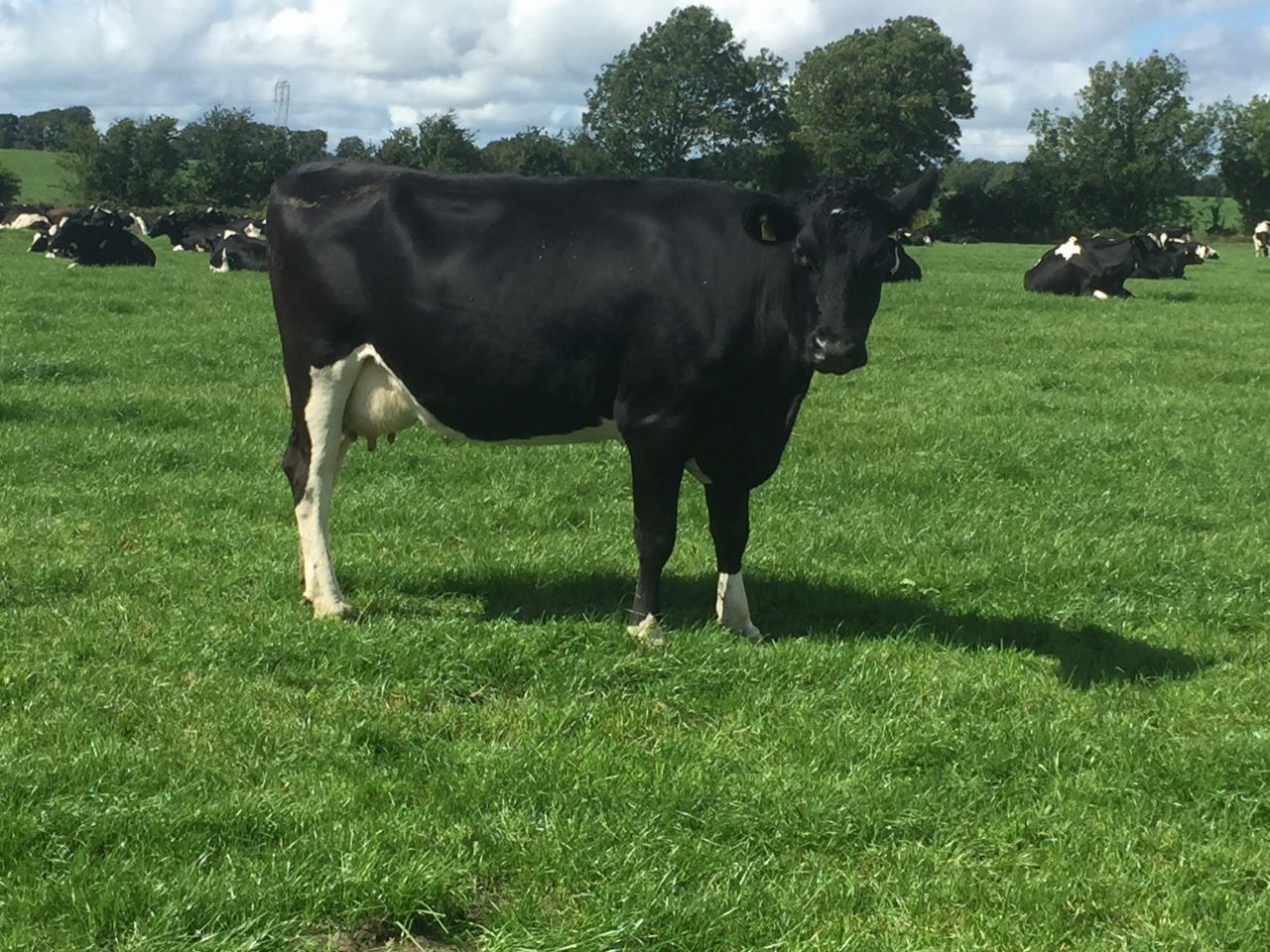 'Very good dairy farmers have little room to make cutbacks'