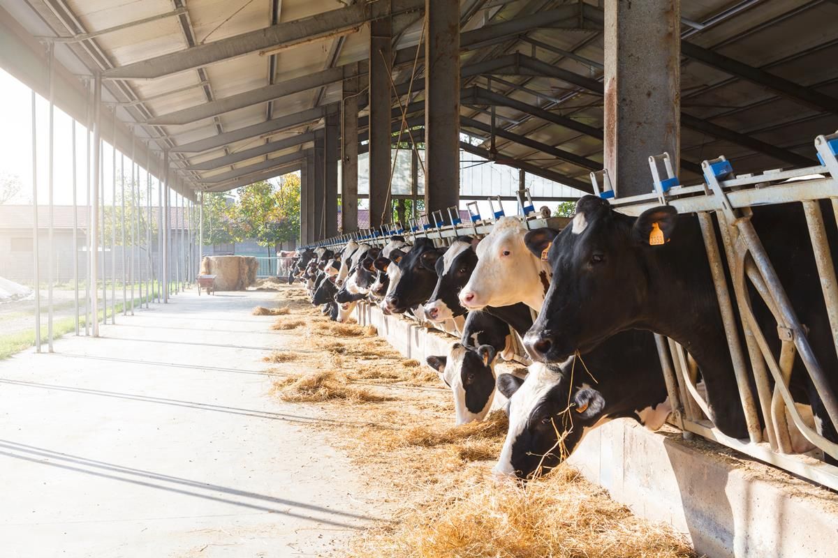 British dairy herd shrinks significantly in the last year