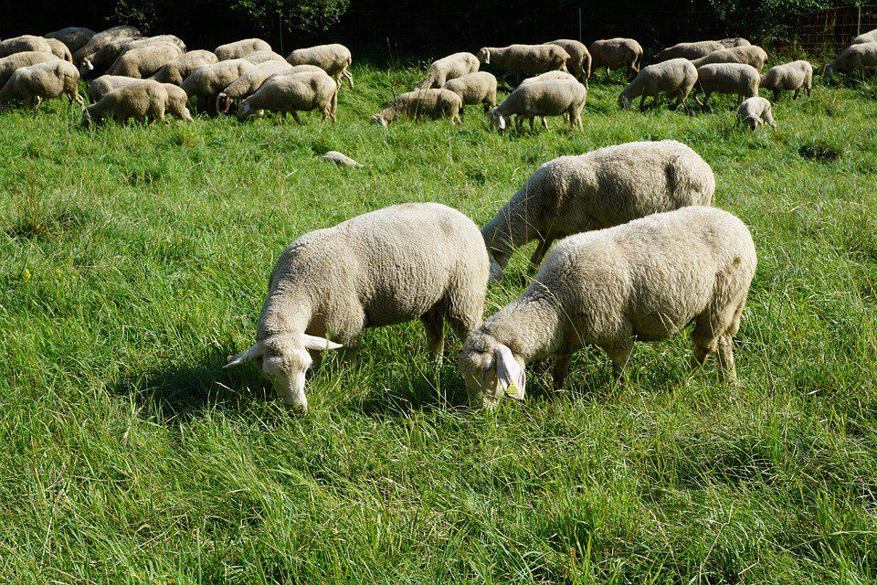 NI sheep farmers would be ‘out of business’ after no-deal
