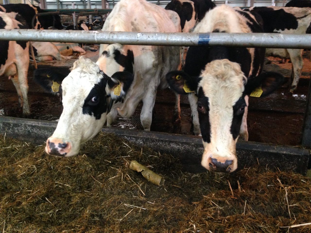 'Fall in EU milk price causing increase in the number of cows sent to slaughter'
