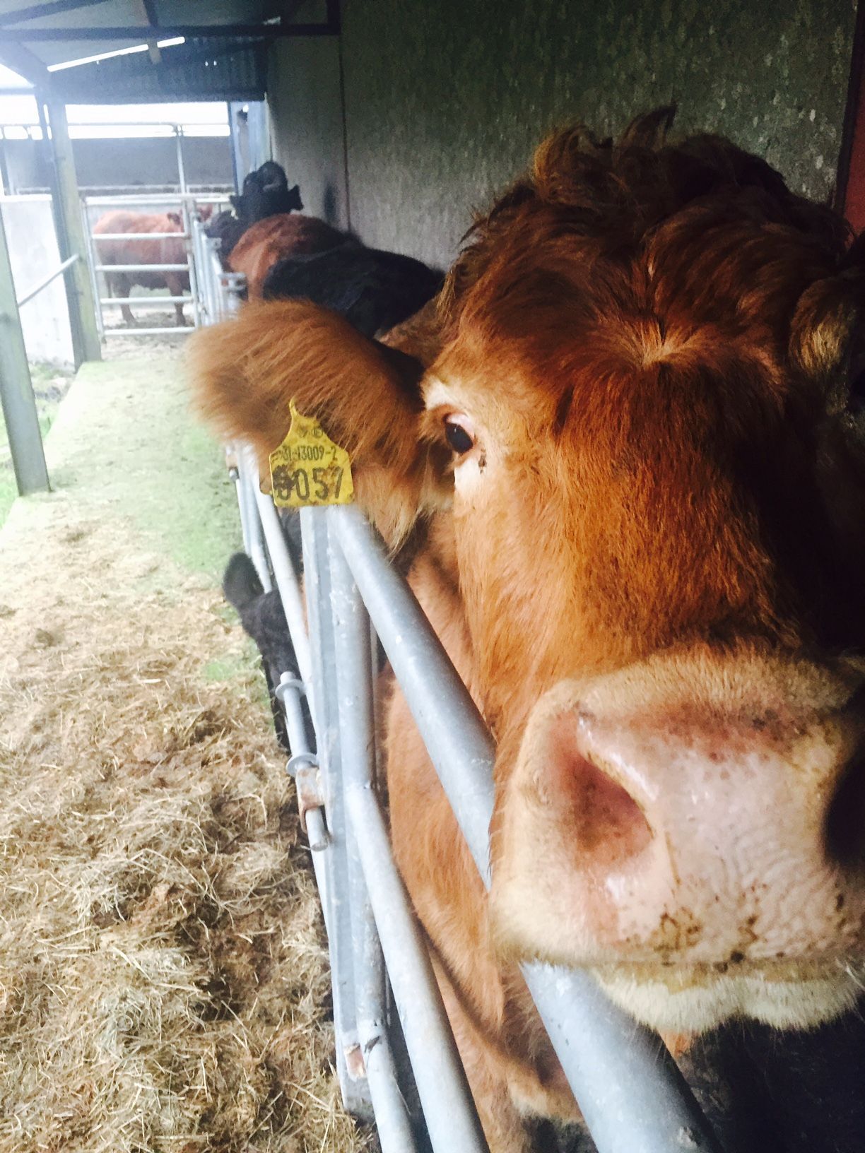Covid TB test easements to end in NI