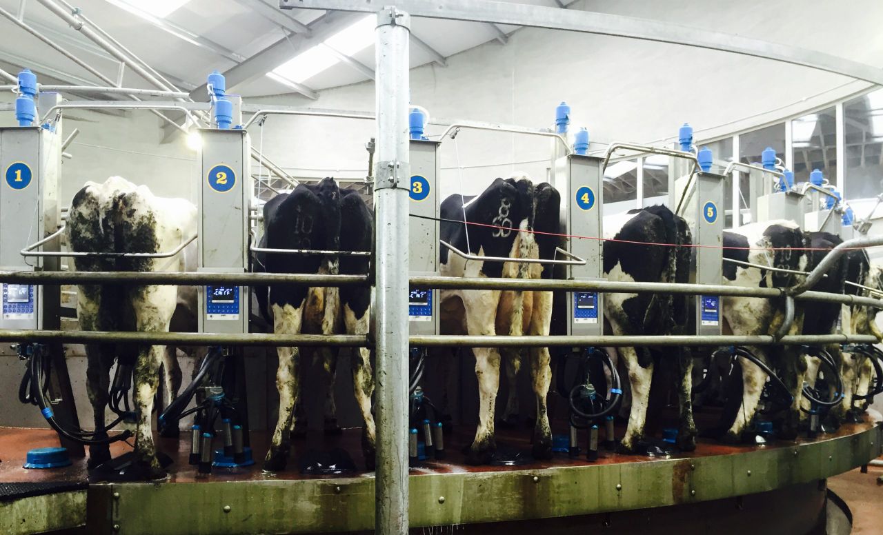 UK dairy processors struggle to find markets for extra milk and cheese