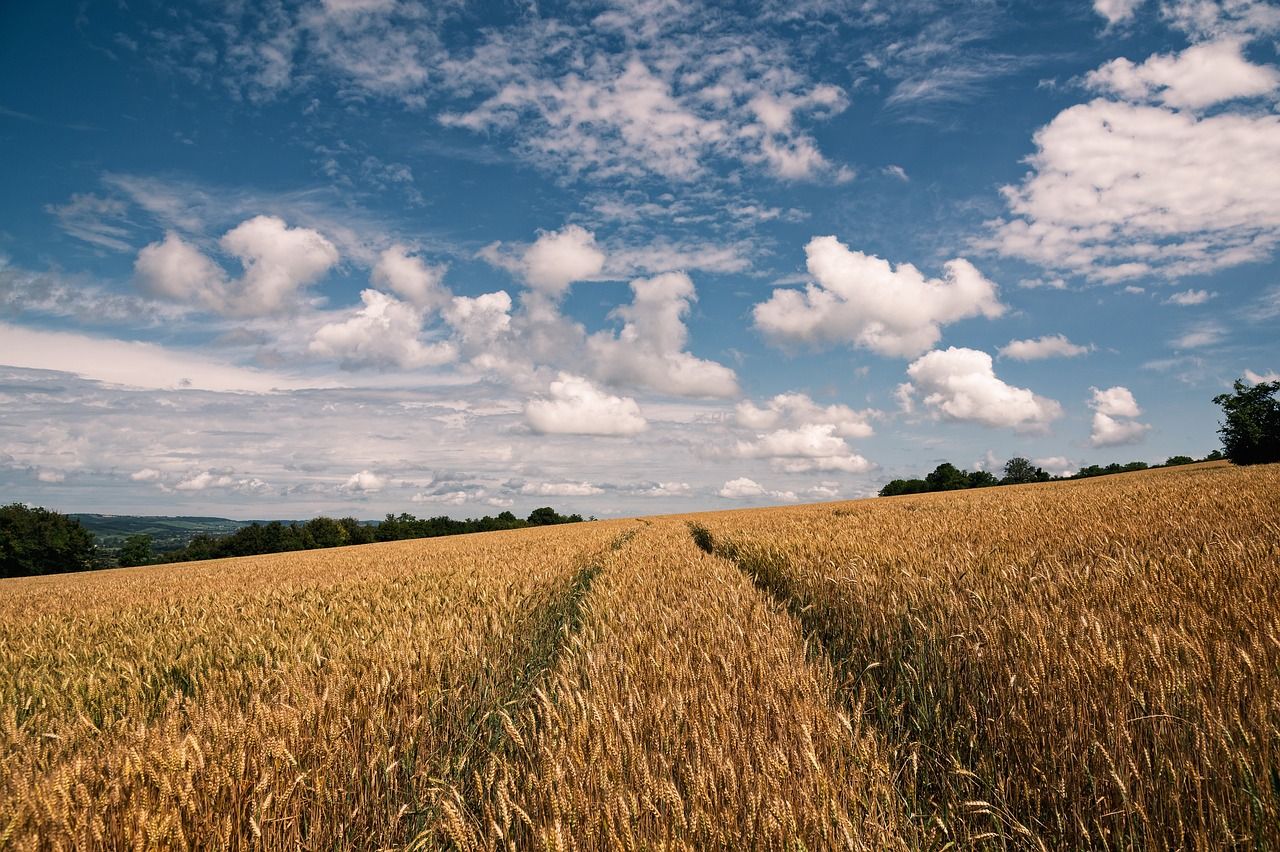 FAO Food Price Index: Meat and cereal prices rise in April
