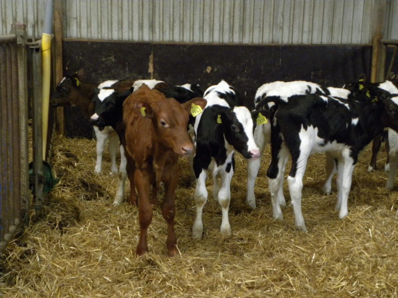 Dairy bull calves better shot than exported or mistreated, says animal welfare group