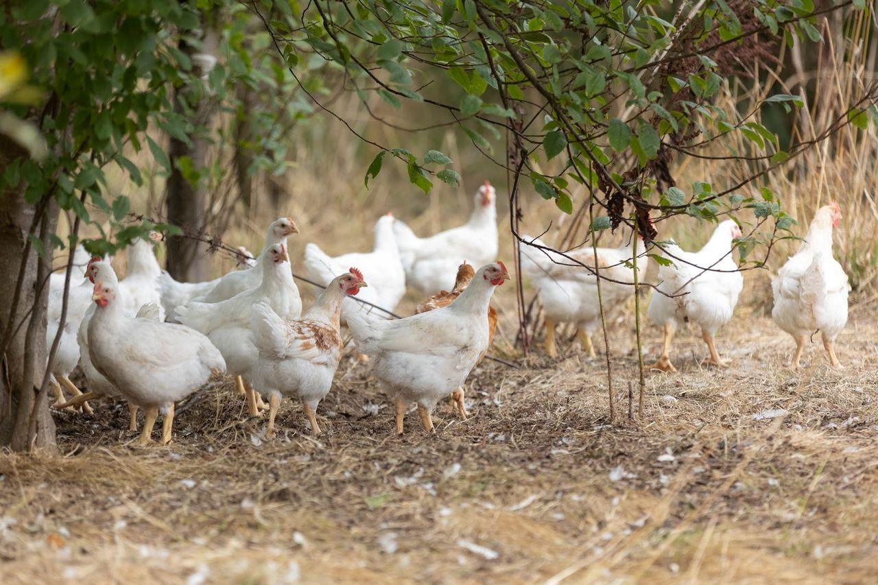 RSPCA urges govt act on mandatory labelling for animal products