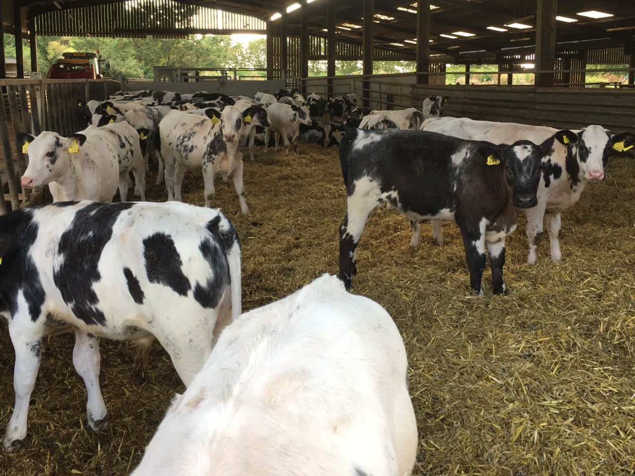 Deadline appoaching for 2-day dairy-bred beef study tour