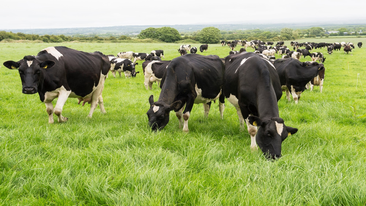 Farmers looking to make smarter use of grass as input costs soar