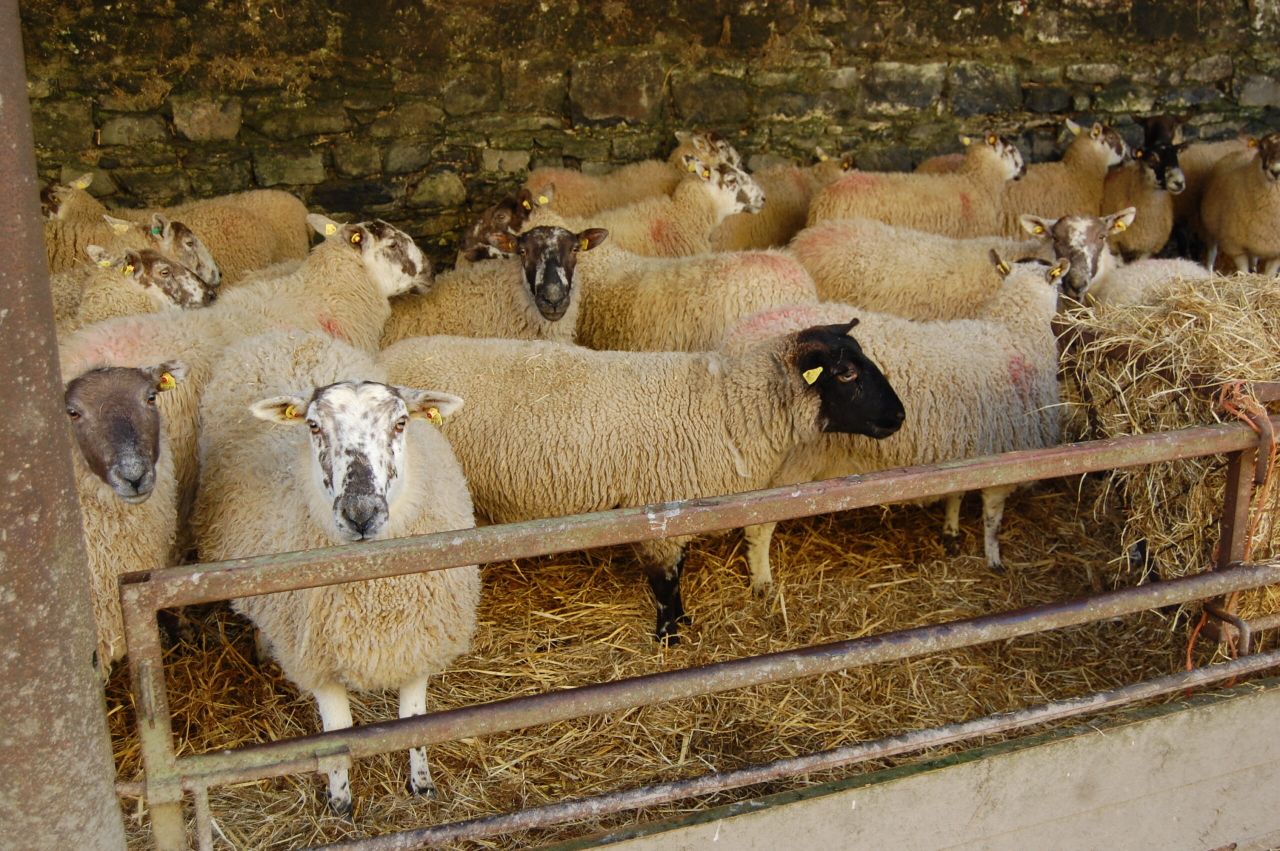 Arbitrary sheep ageing rules not to change due to Brexit uncertainty