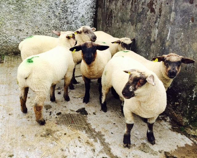 Worm dosing on sheep farms only effective half the time