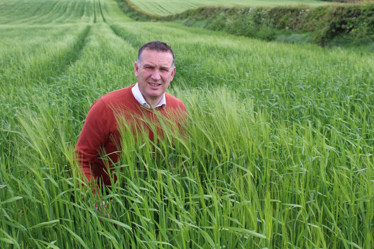 Cereal acreage on the up in Northern Ireland