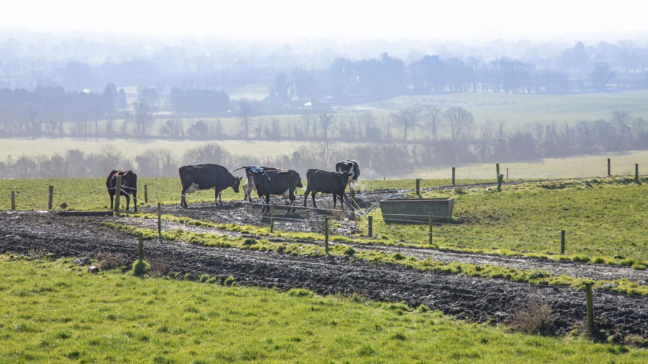 Farmers urged to monitor outwintered livestock