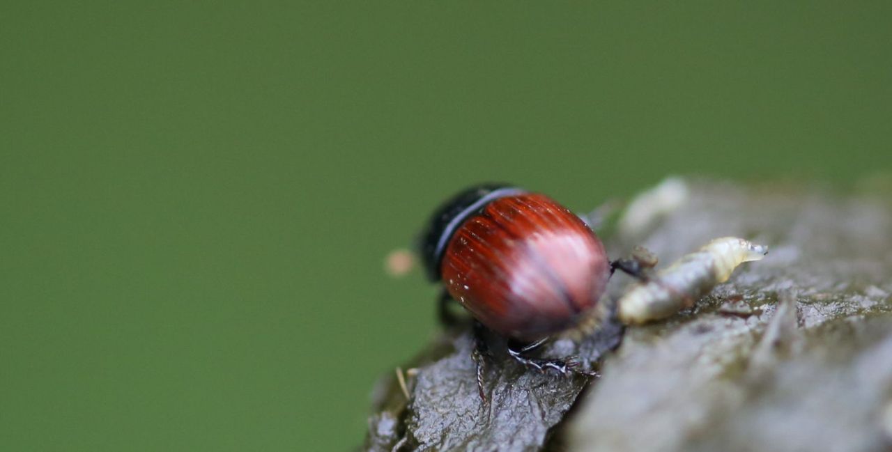 First Milk supports event centred on benefits of the dung beetle