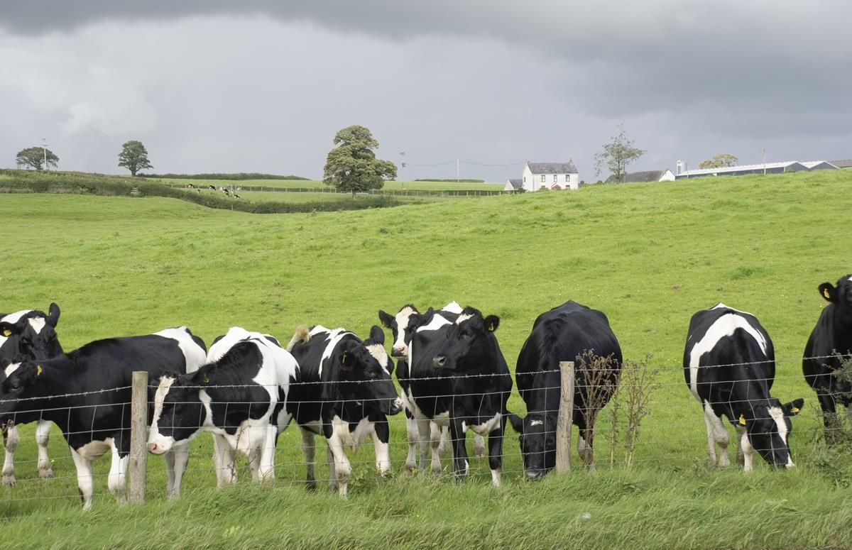 Details of EU Milk Reduction Scheme for North’s farmers revealed