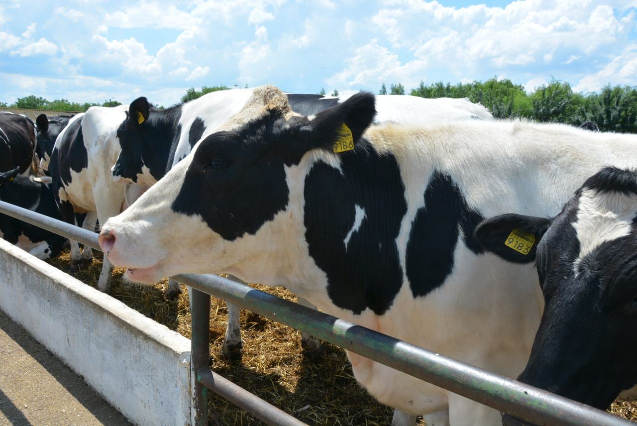 European farmers on high alert amid FMD outbreak in Cyprus