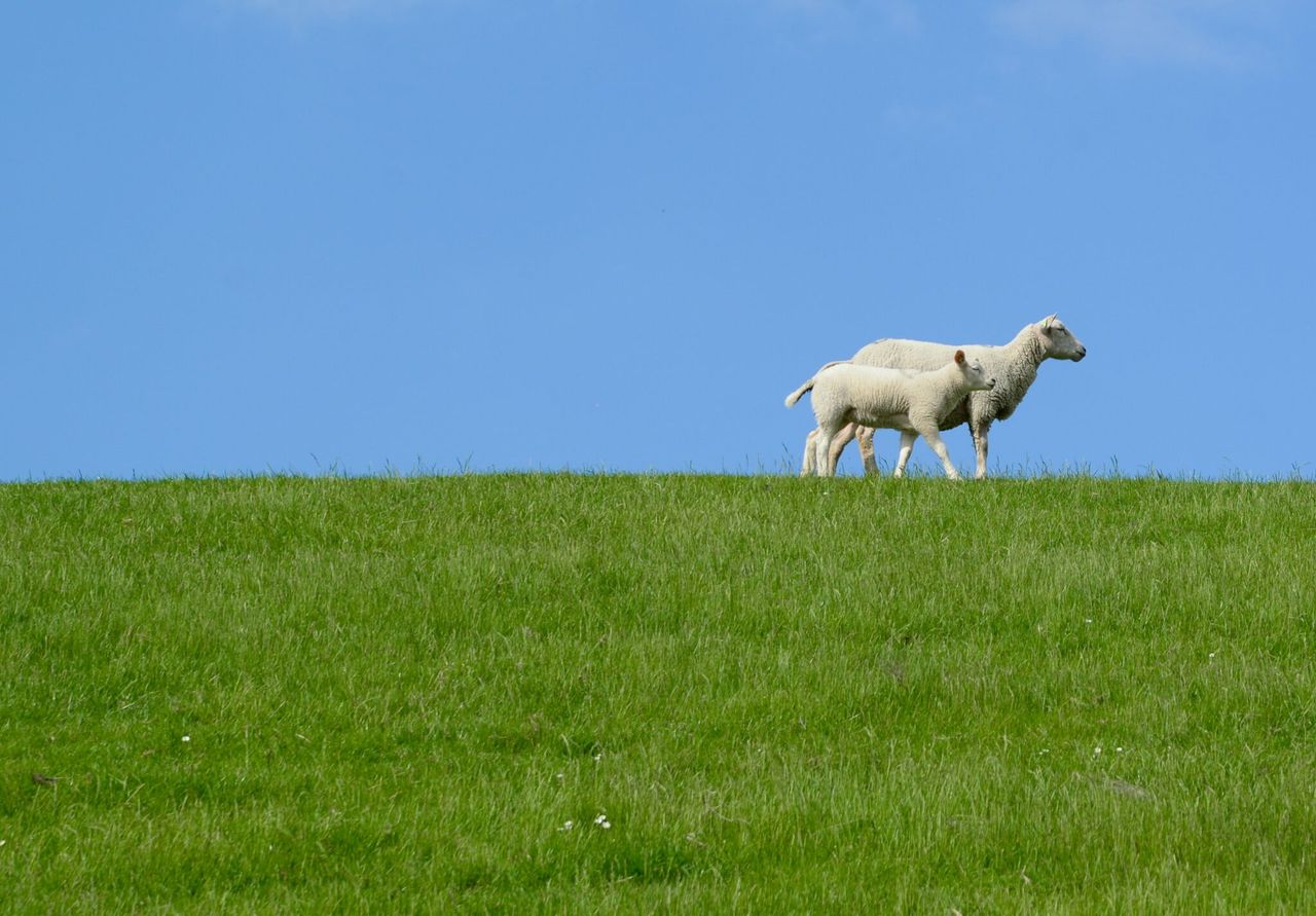 Countryside Stewardship application deadline extended