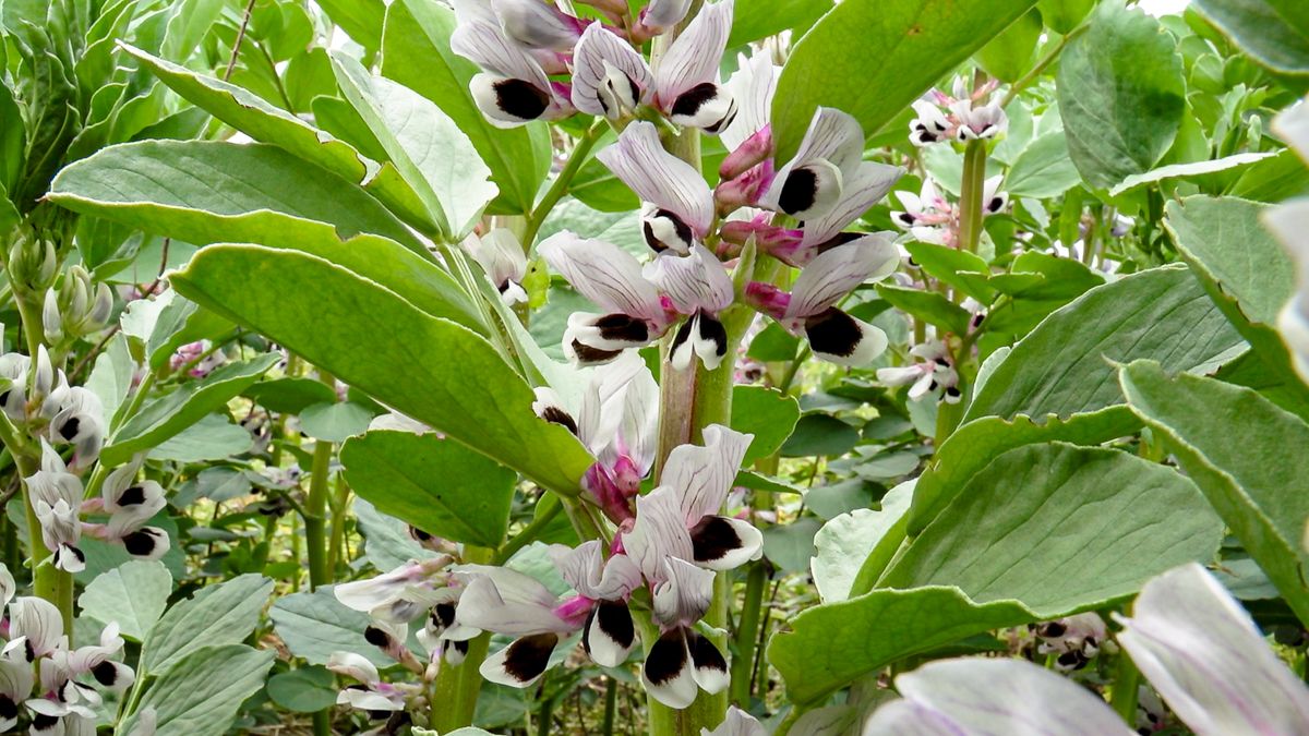 Protein Crop Scheme pilot extended to May 2027