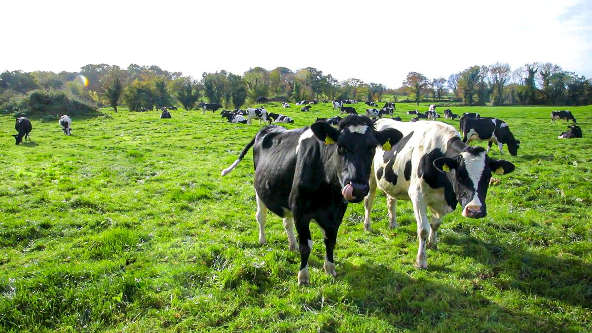 GDT index lifts in latest auction for back-to-back increases