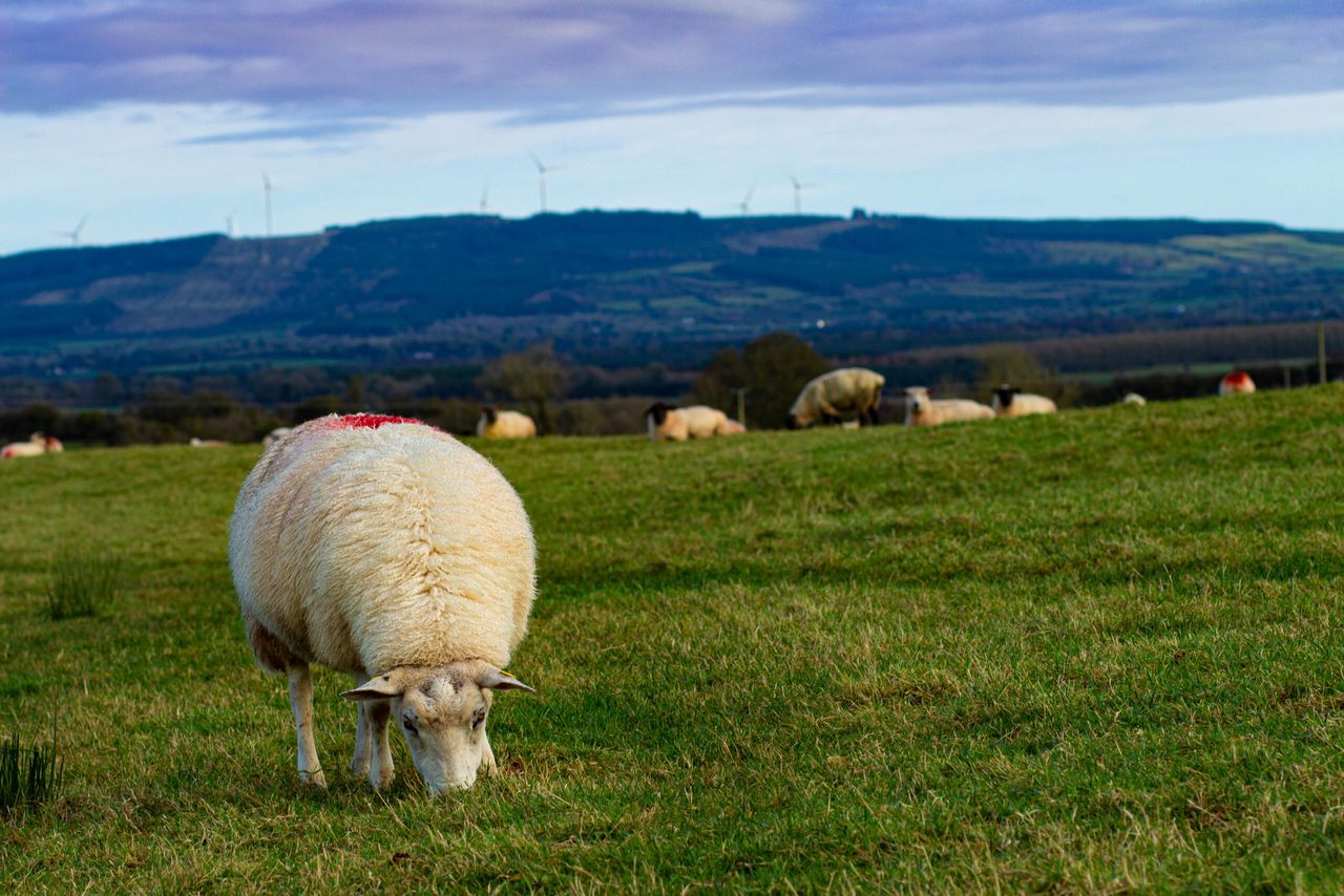 Spring budget must do more to encourage farm investment - CAAV
