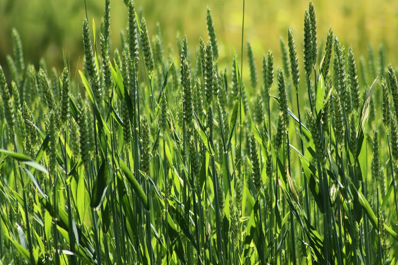 Farmers advised to use foliar N on spring wheat for maximum returns