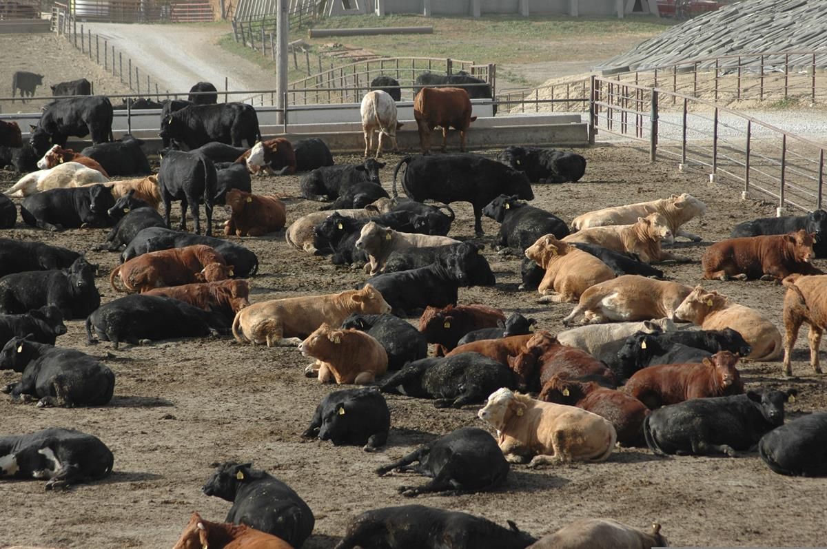 US beef prices up 30% as supplies to fall further in 2026