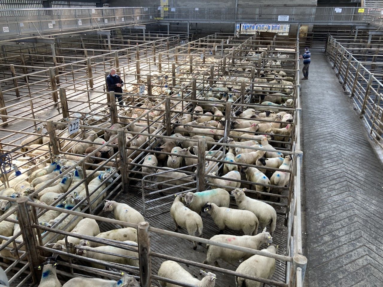 UK sheepmeat exports fall 16% year-on-year for the month of September