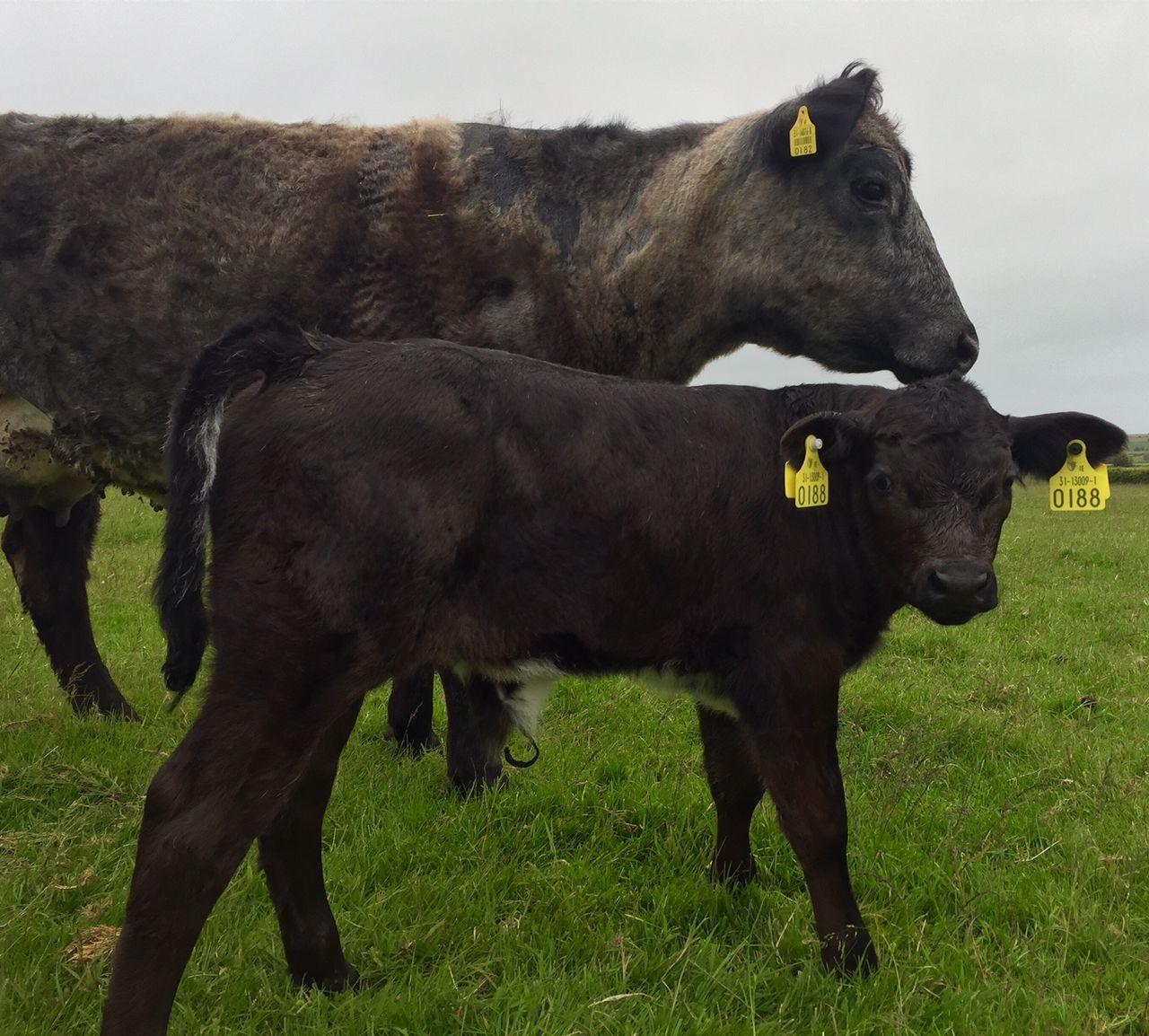 New 'name and shame' policy helps reduce number of BVD PIs on farms by 42%