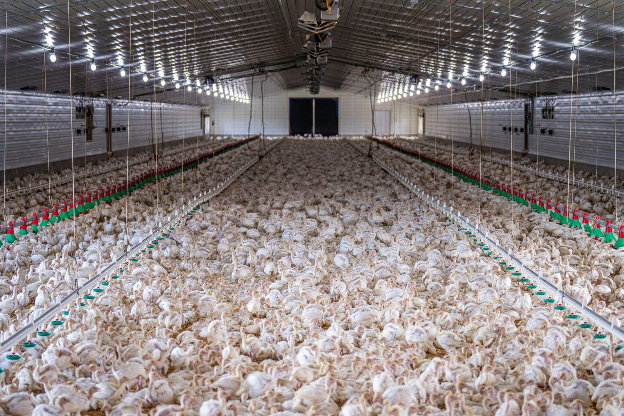 Landmark UK ruling classes chicken manure as ‘waste’