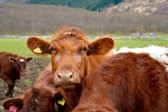 Spring-calving warning: Farmers advised to consider delaying weaning
